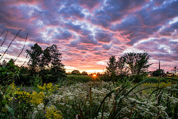 My friends back yard. Hamburg, NY